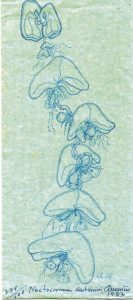 Medusa Ángeles Alvariño