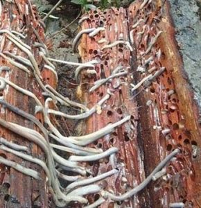 La broma perforando la madera del barco